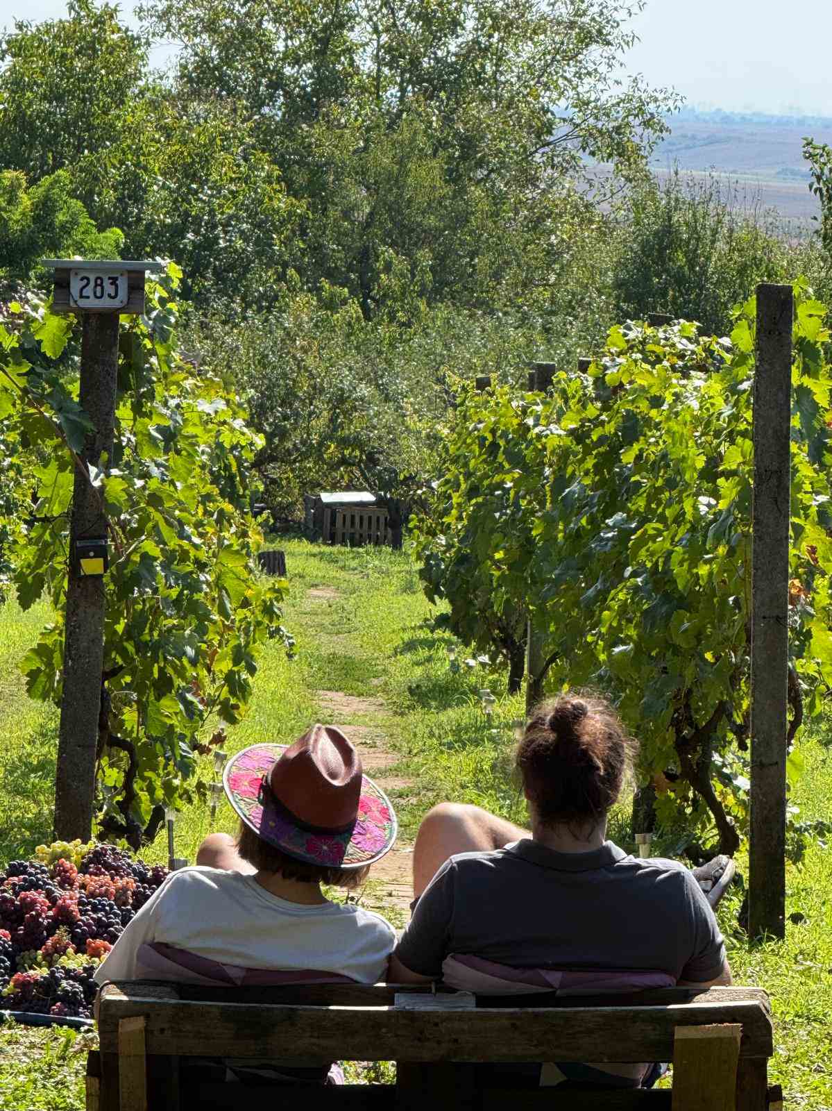 slankamen vinogradi1